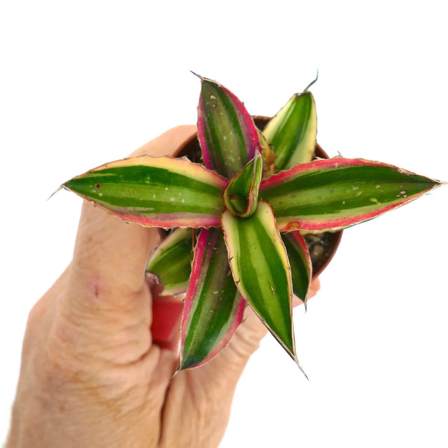 Agave lophantha quadricolor variegert sukkulent med grønne blader og rosa kanter i liten potte