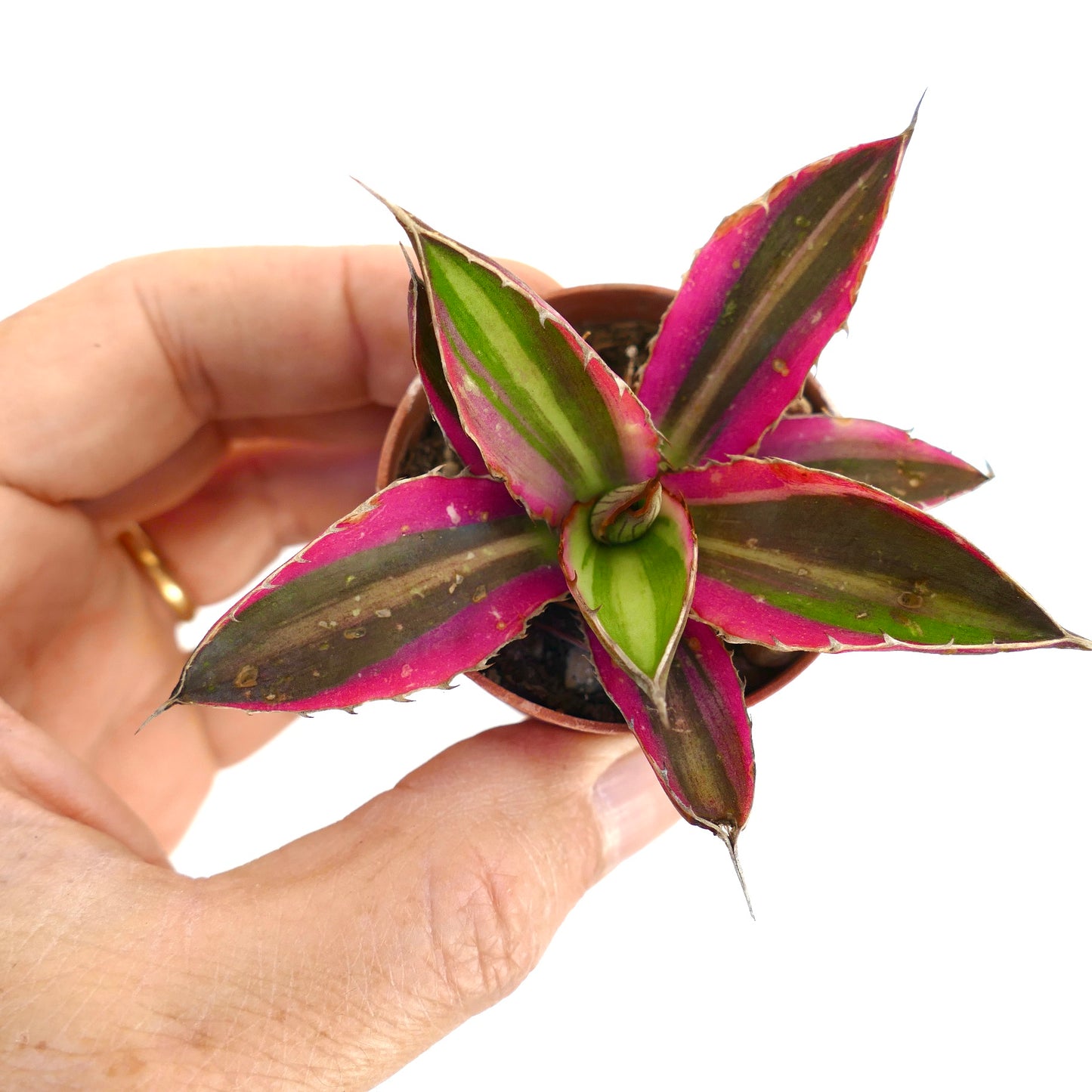 Agave lophantha quadricolor pequena suculenta com folhas variegadas em verde e rosa às riscas e pontas afiadas