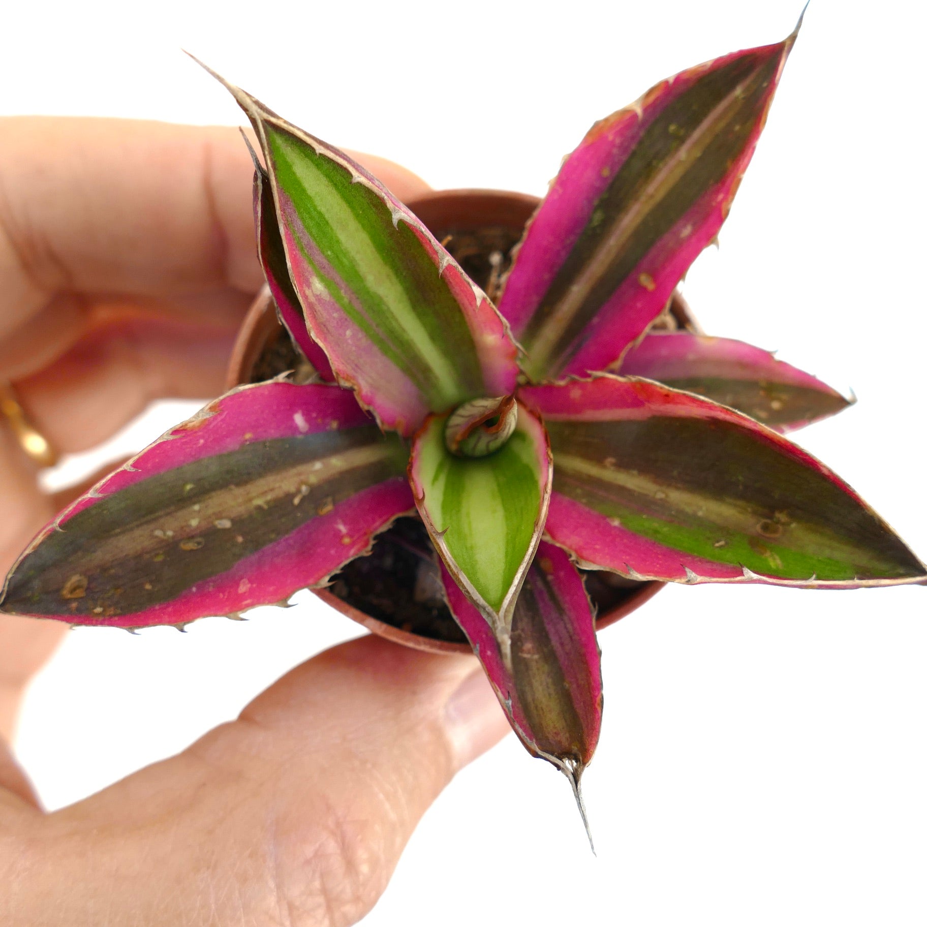 Agave lophantha quadricolor suculenta com folhas variegadas vibrantes rosa e verde e espinhos afiados