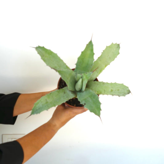 Agave macroacantha X Agave americana succulent with broad spiny green leaves in pot held by hands