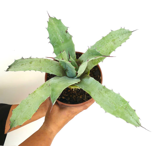 Agave macroacantha X Agave americana succulent with broad blue-green leaves and sharp spines in pot