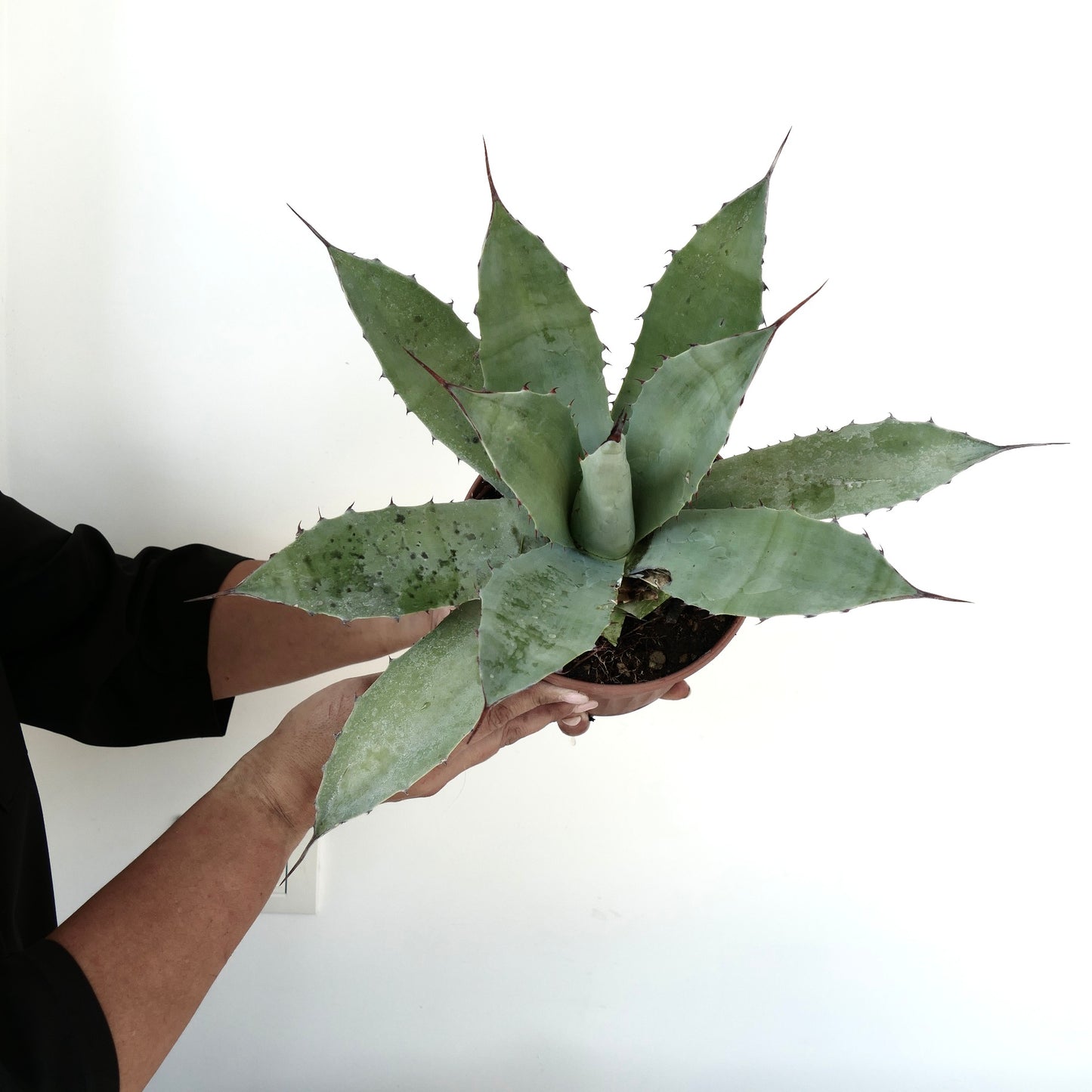 Agave macroacantha X ovatifolia succulent with broad spiny leaves and bluish-green texture in pot