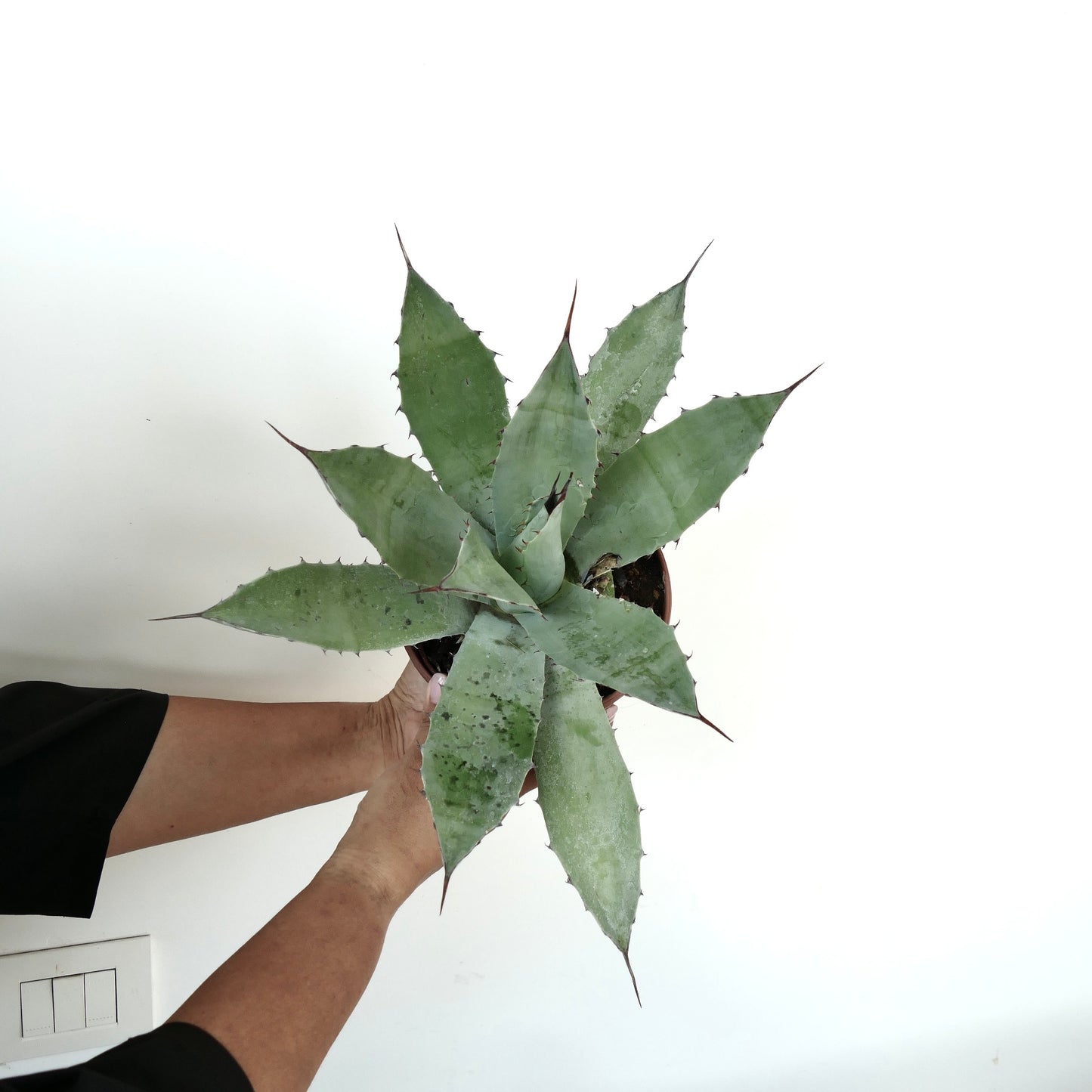 Agave macroacantha X ovatifolia succulent with broad spiny leaves and bluish-green texture