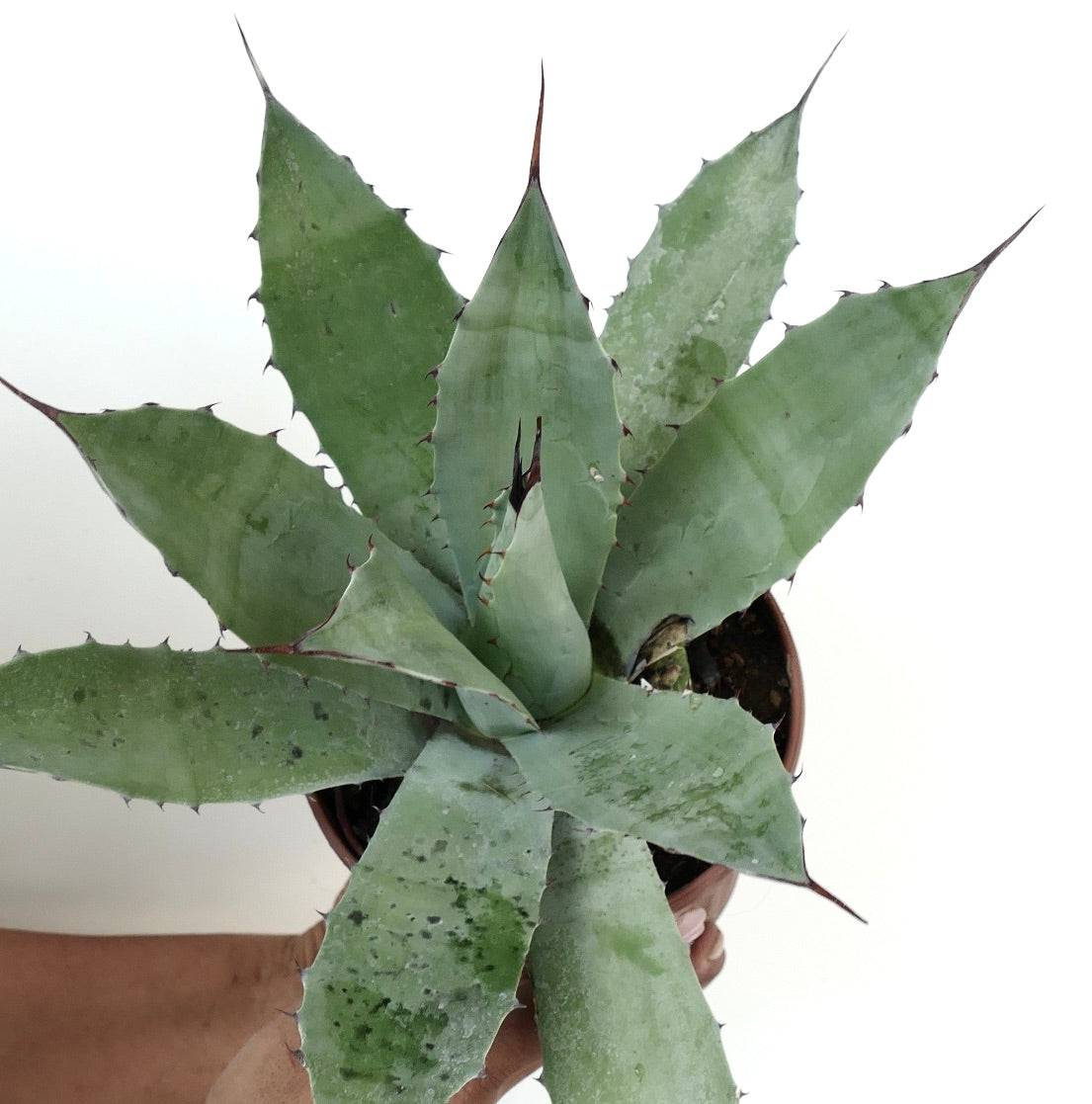 Agave macroacantha X ovatifolia succulent with broad spiny leaves and bluish-green texture