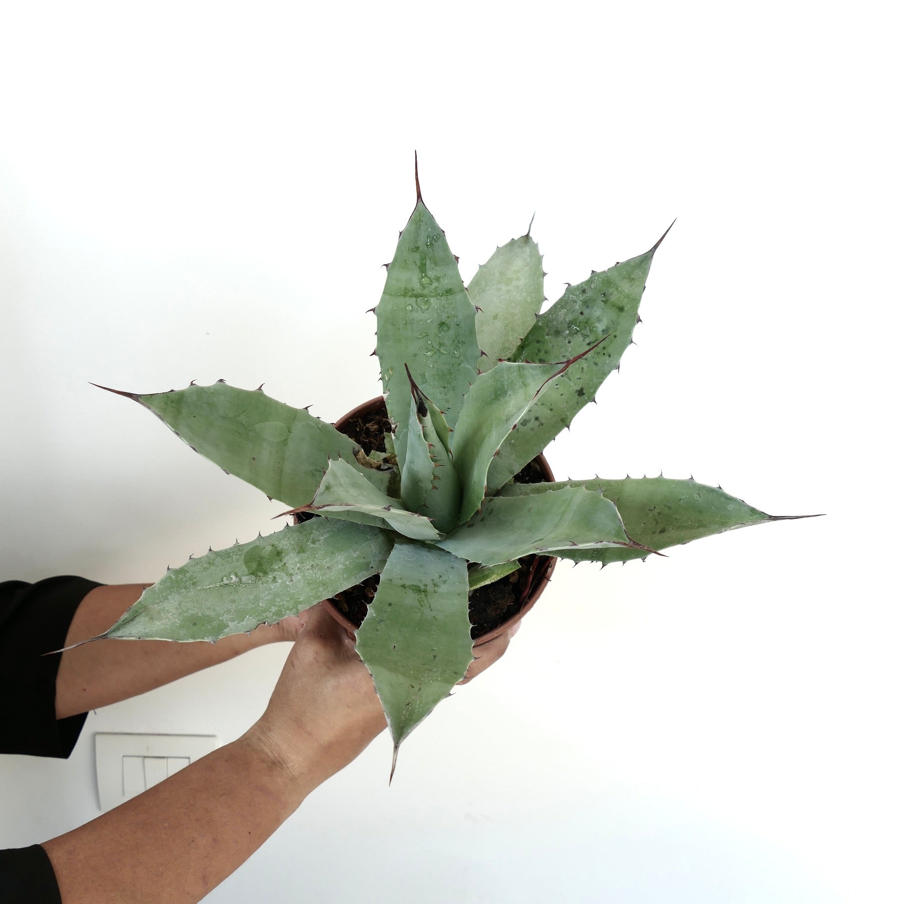 Agave macroacantha X ovatifolia succulent with thick blue-green leaves and sharp reddish spines