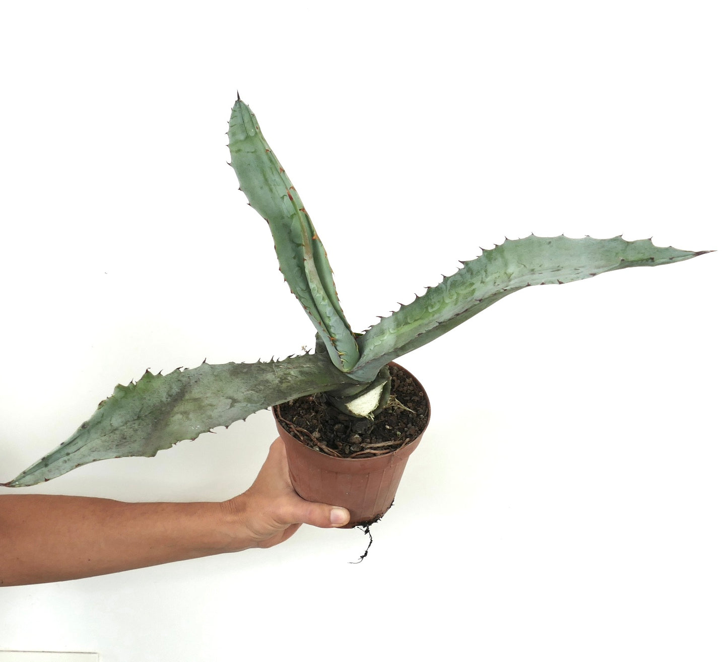 Agave marmorata