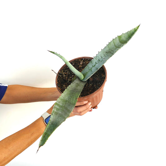 Agave marmorata