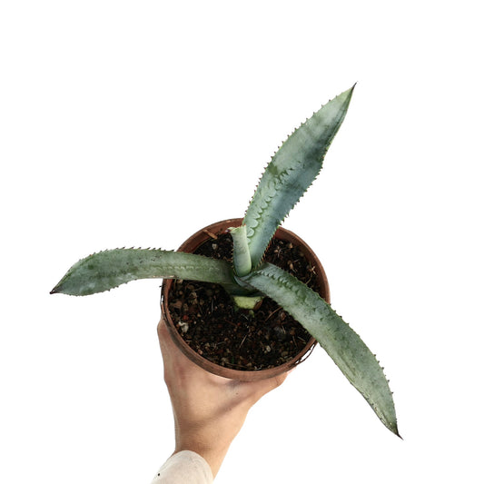 Agave marmorata