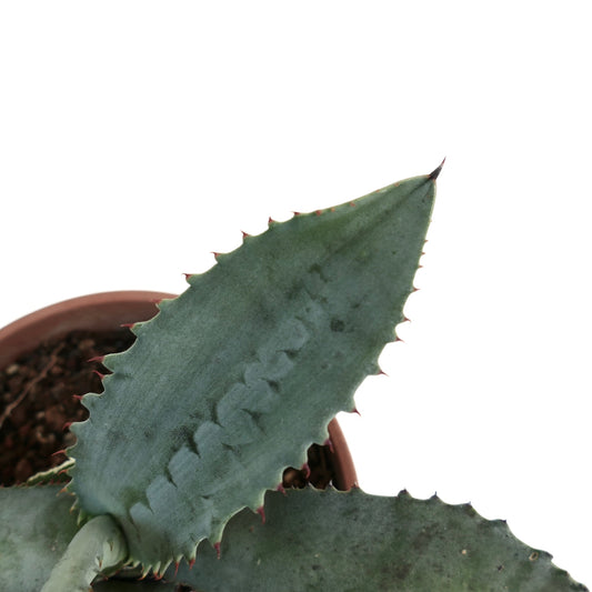 Agave marmorata succulent with thick blue-green leaves and reddish spines along edges