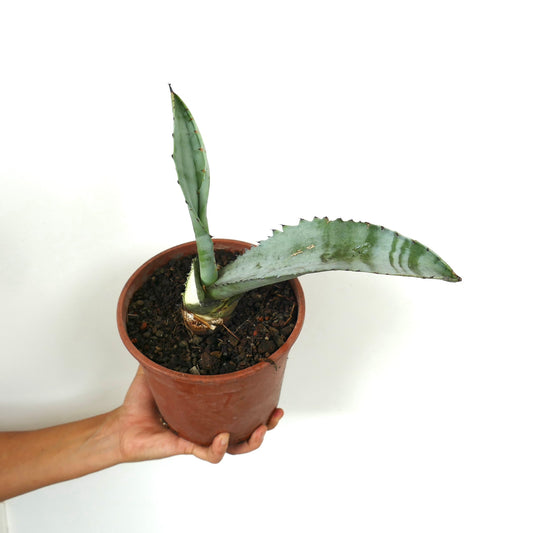 Agave marmorata succulent with thick blue-green leaves and spiny edges in pot