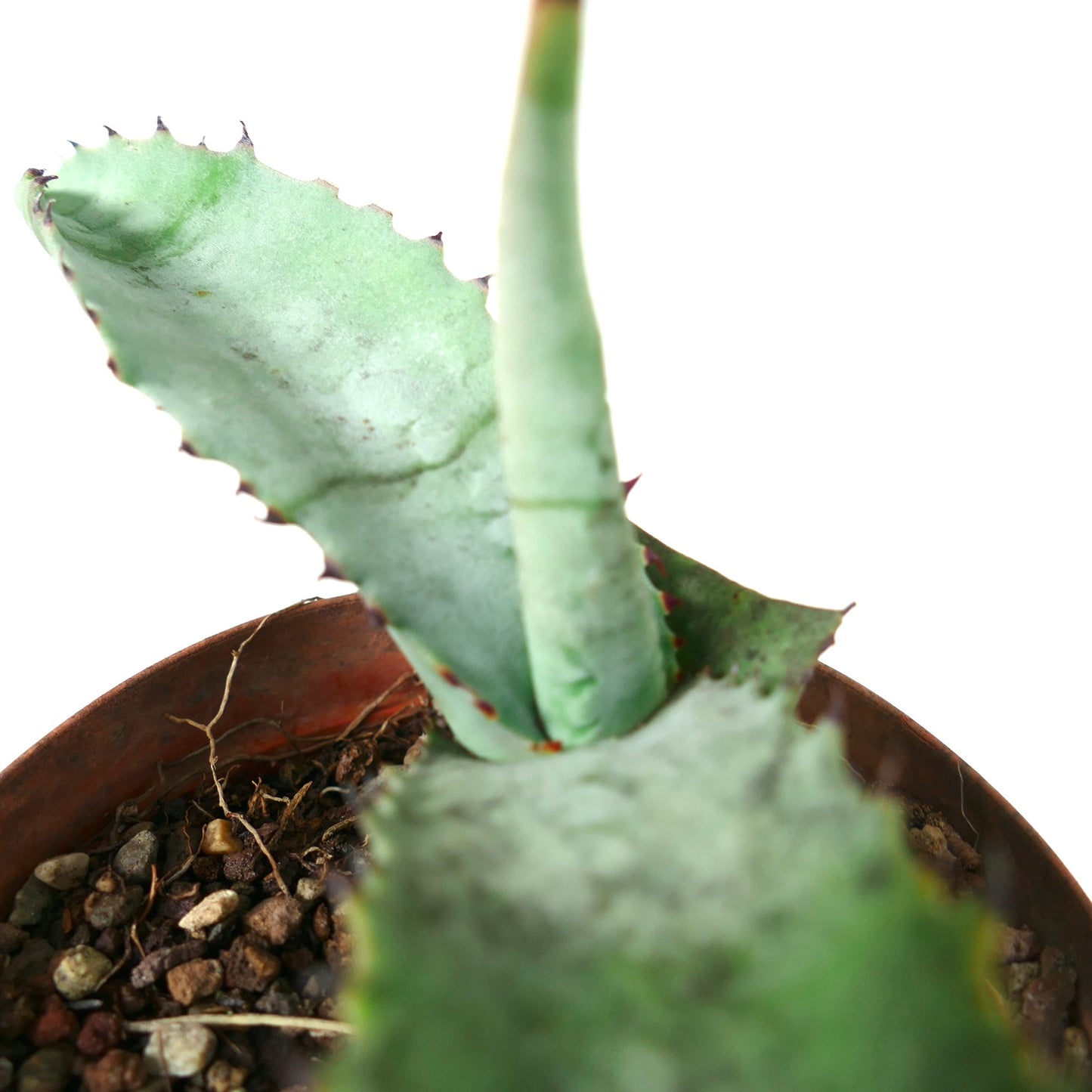 Agave marmorata