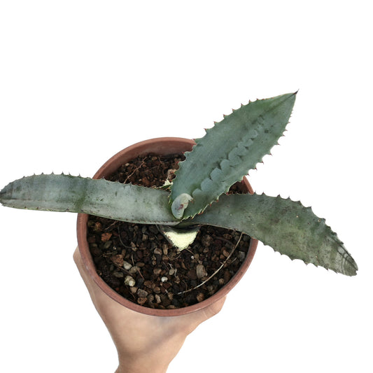 Agave marmorata