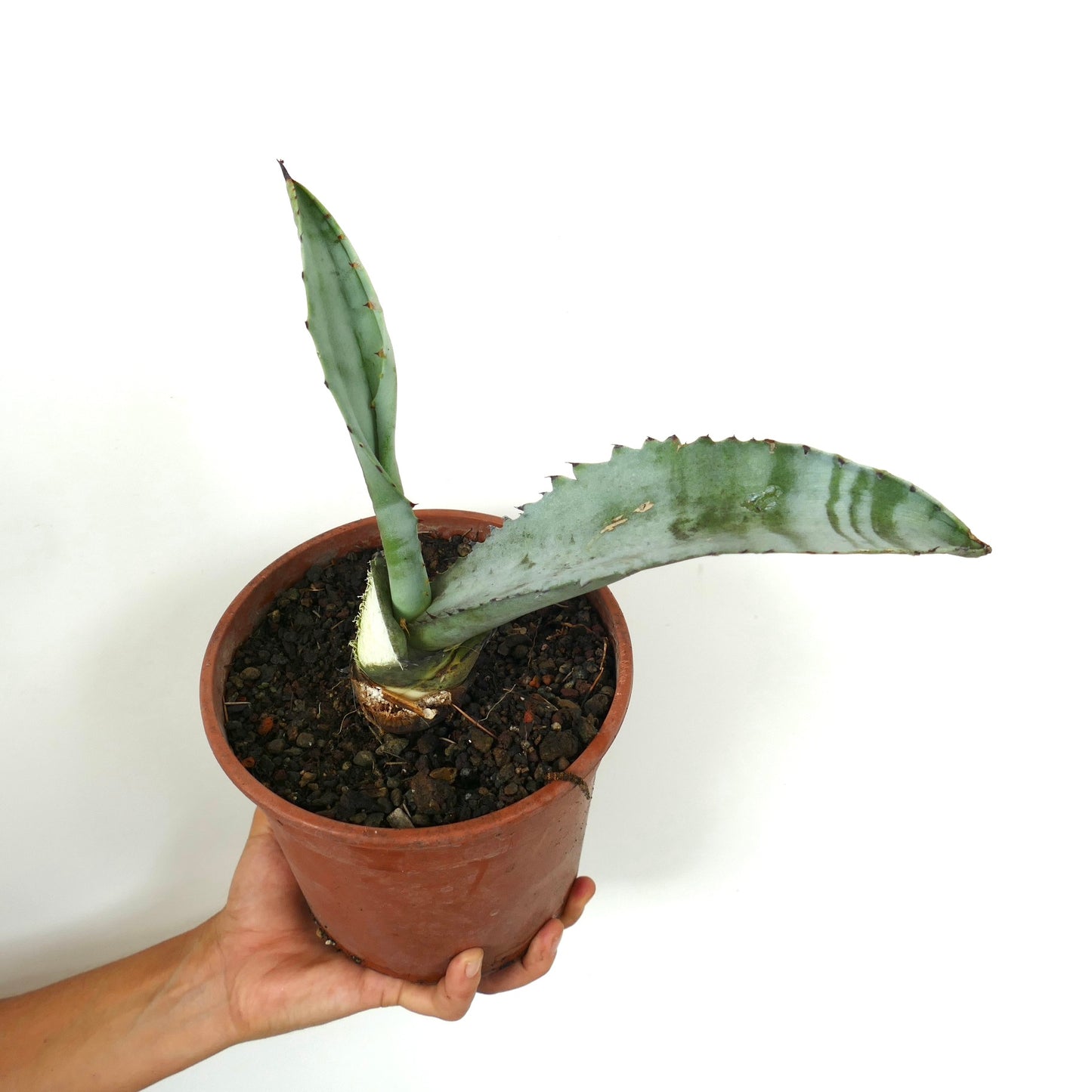 Agave marmorata