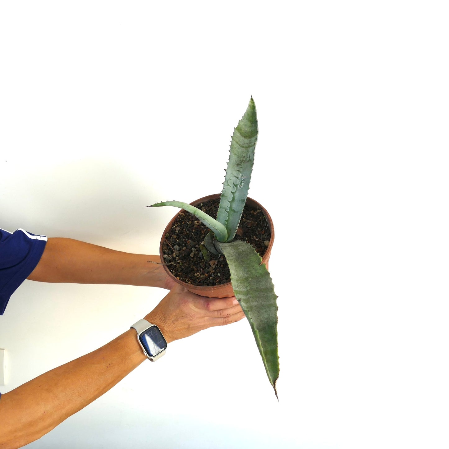 Agave marmorata