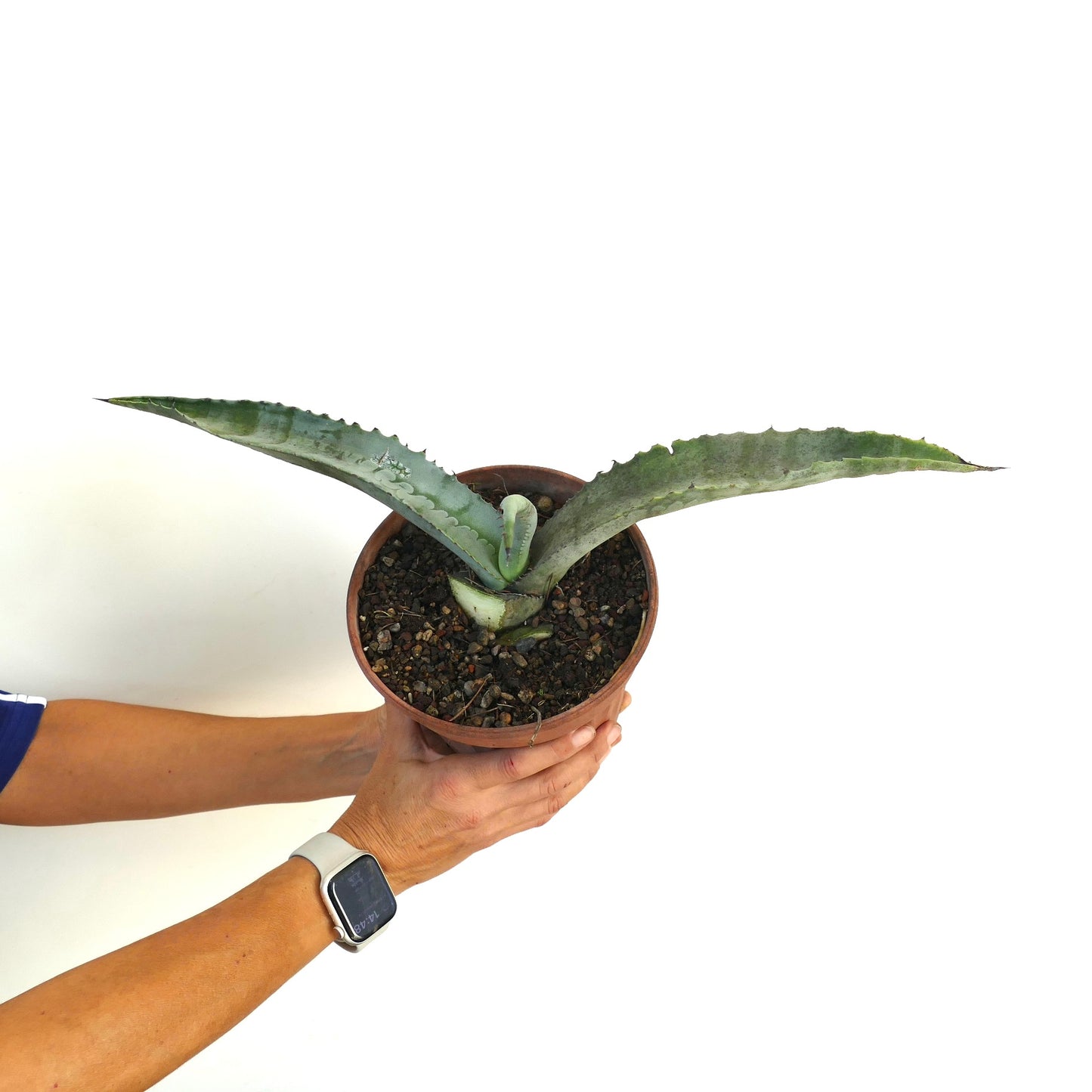 Agave marmorata