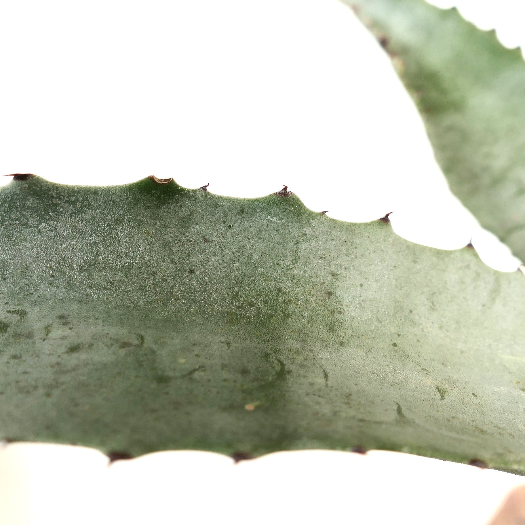 Agave marmorata succulent with thick, dark green leaves and small brown spines along edges