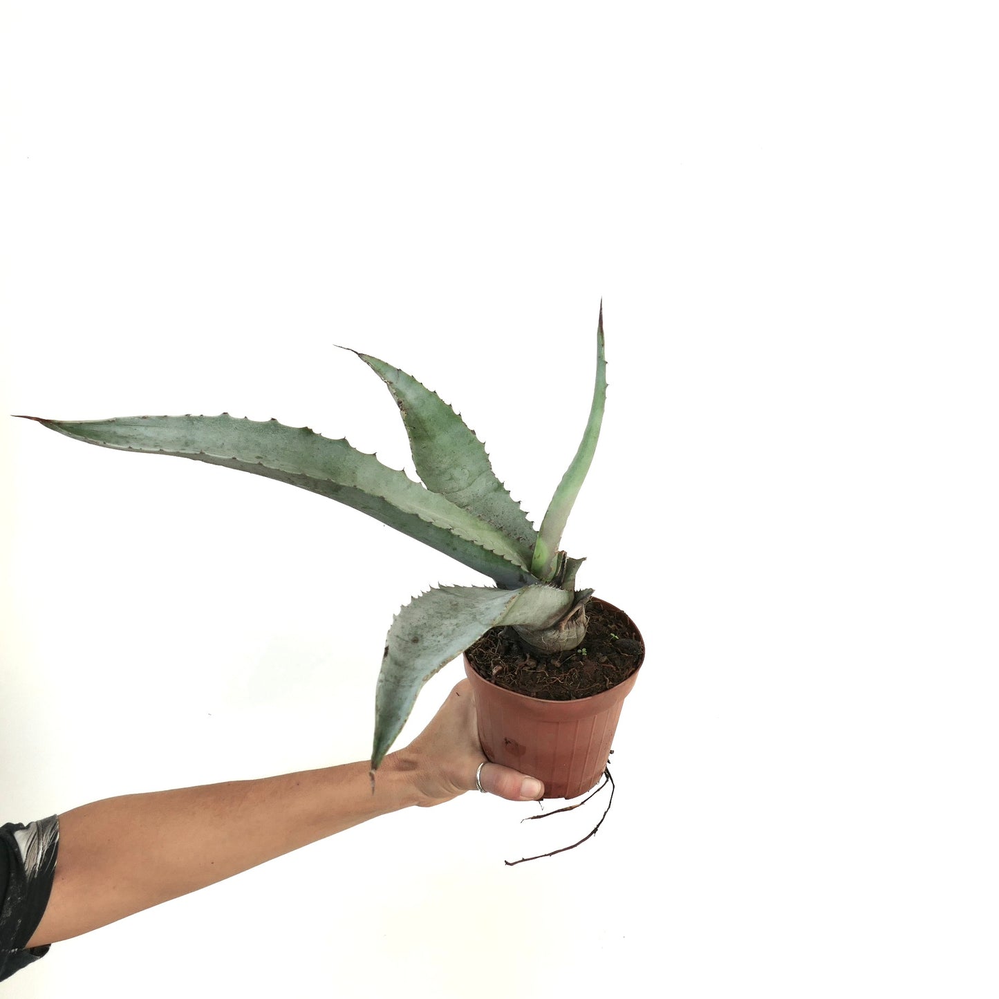 Agave marmorata succulent with long pointed grey-green leaves and sharp spines in pot