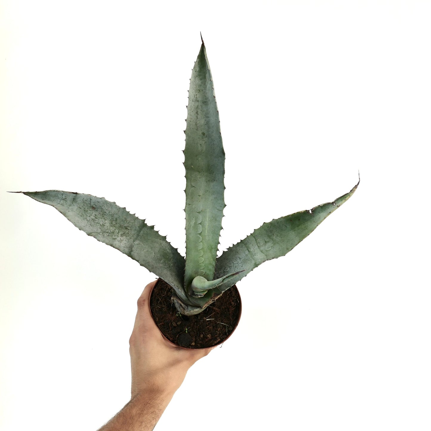 Agave marmorata succulent with thick spiny leaves and bluish-gray textured surface in pot