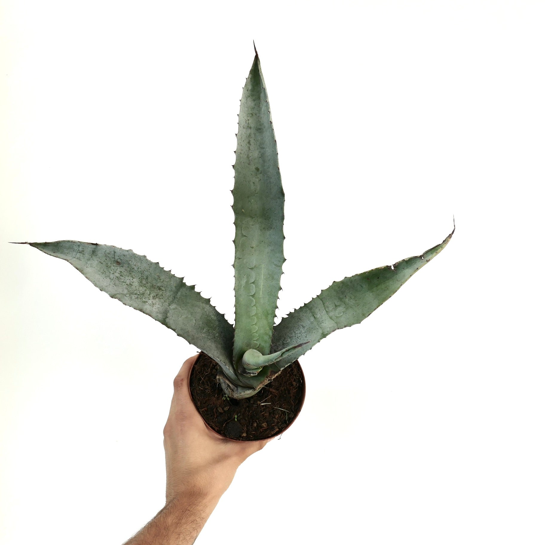Agave marmorata succulent with thick spiny leaves and bluish-gray textured surface in pot