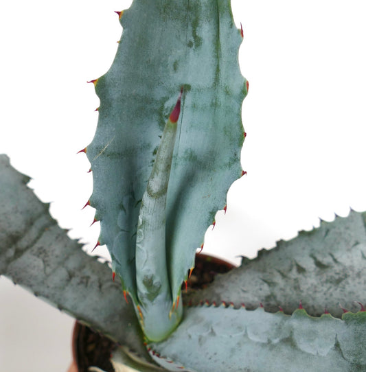 Agave marmorata GREY-BLU