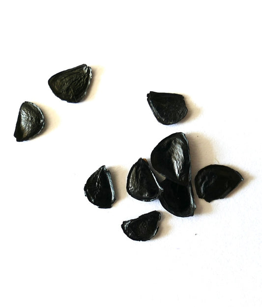 Agave marmorata seeds close-up on white background for succulent propagation