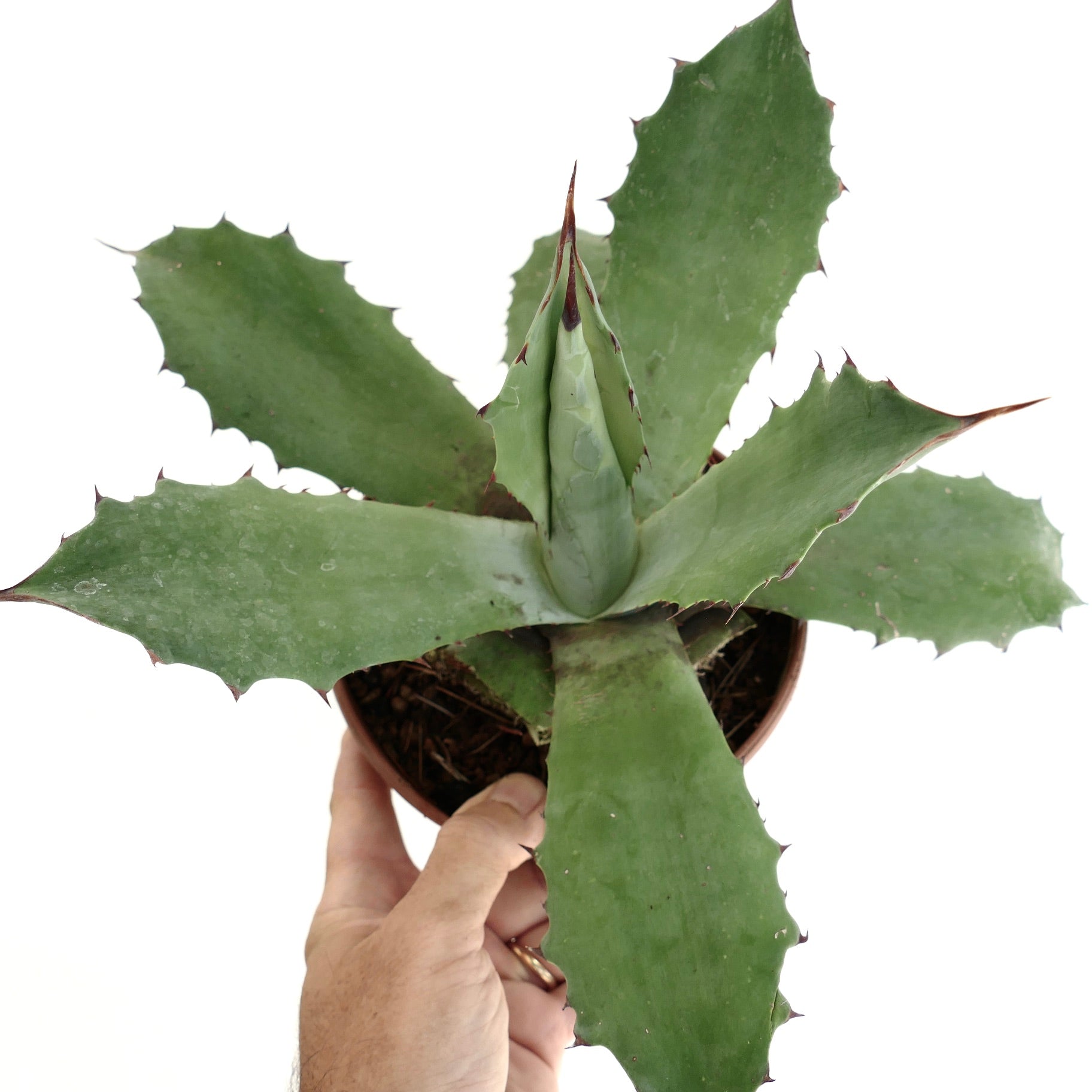 Agave marmorata x americana suculenta com folhas espinhosas largas e verdes num vaso segurado pela mão