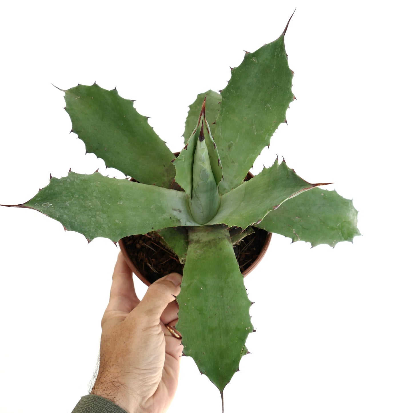 Agave marmorata x americana suculenta com folhas verdes largas e espinhosas em pequeno vaso segurado pela mão