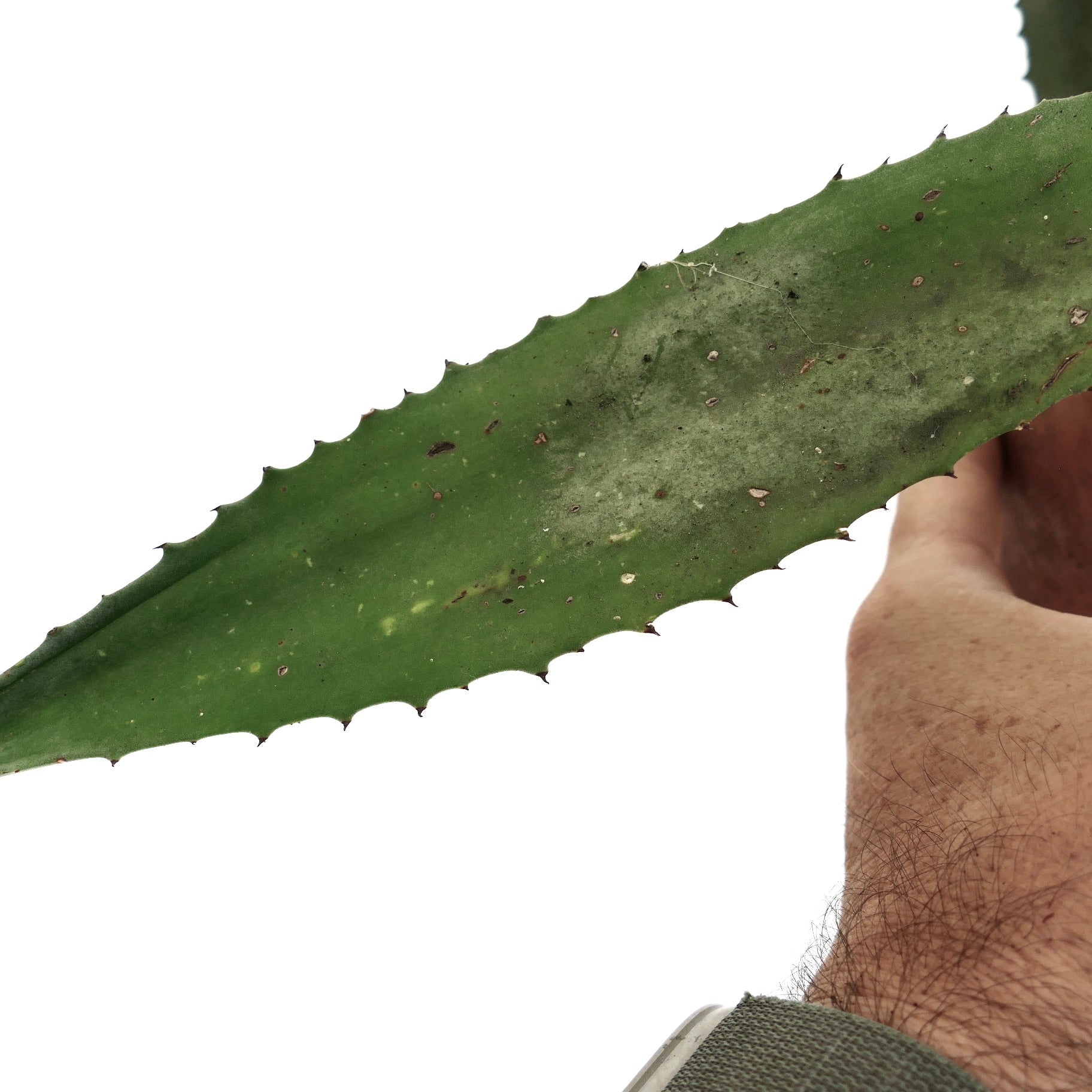 Agave marmorata x americana saftig blad med små pigger og grønn tekstur holdt i hånden