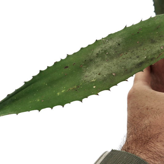 Agave marmorata x americana succulent leaf with small spines and green texture held by hand