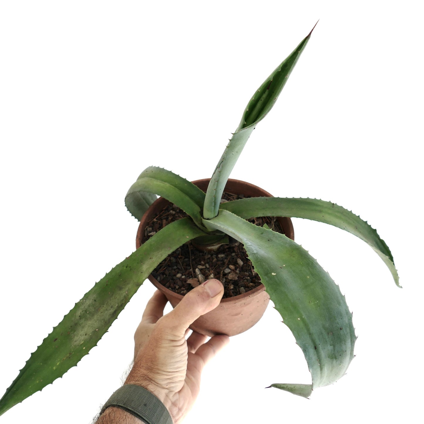 Agave marmorata x americana sukkulent med lange buede grønne blader og skarpe torner i potte