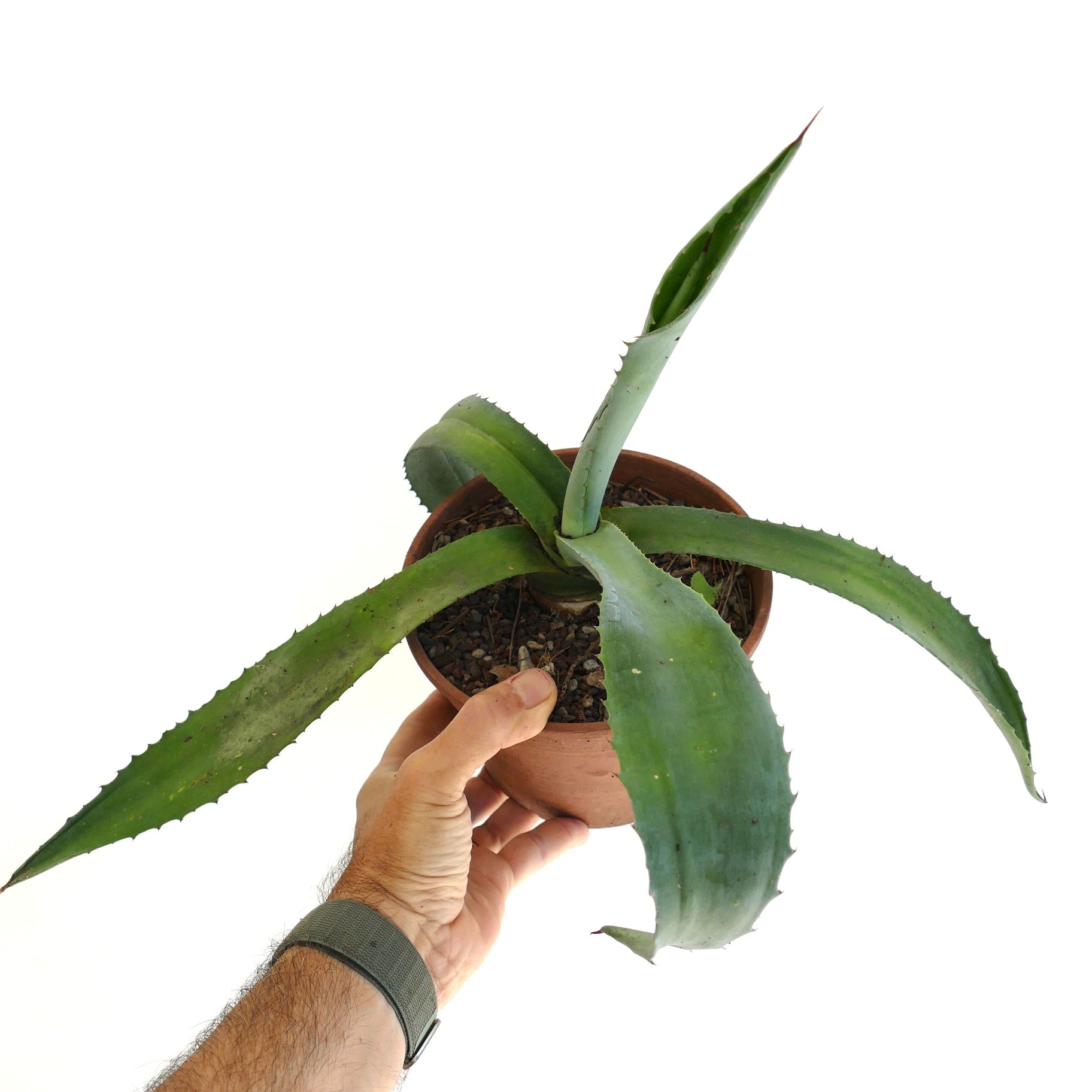 Agave marmorata x americana sukkulent med lange grønne tornerike blader i terrakottakrukke