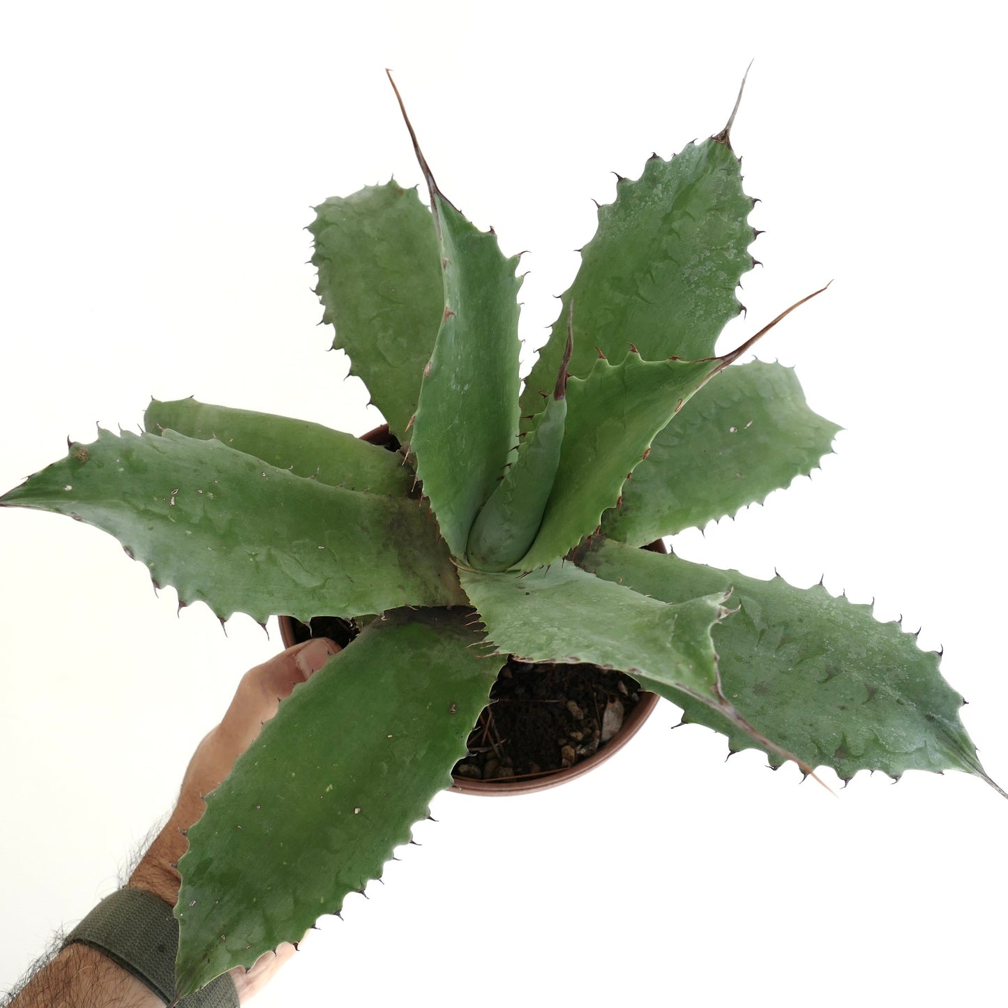Agave marmorata x americana sukkulent med brede grønne tornete blader i potte