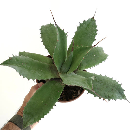 Agave marmorata x americana succulent with broad green spiny leaves in pot