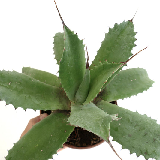 Agave marmorata x americana succulent with broad spiny green leaves and pointed tips in pot