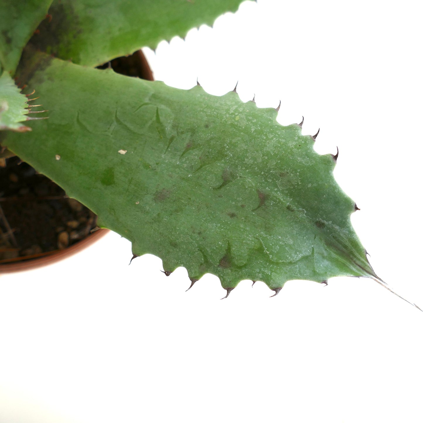 Agave marmorata x americana sukkulent blad med sagtaggede kanter og skarpe brune torner