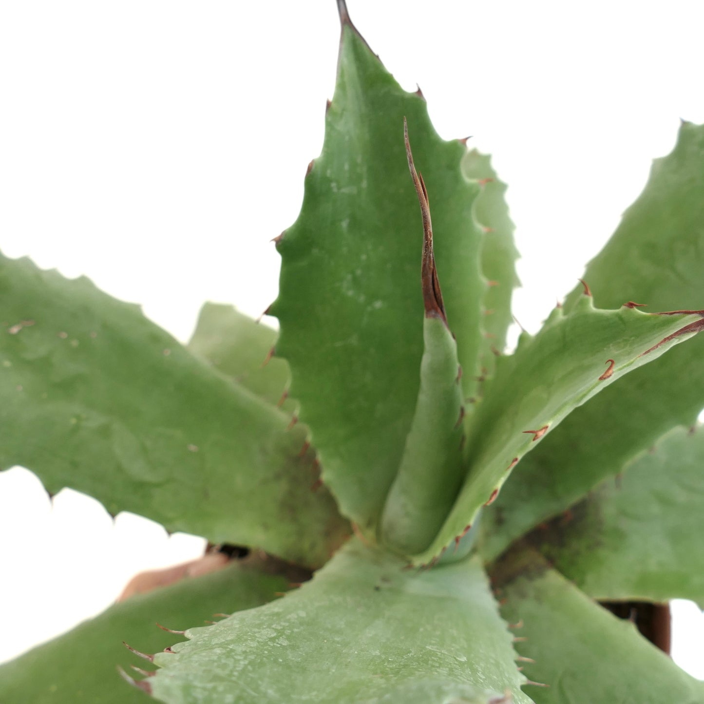 Agave marmorata x americana sukkulent med tykke grønne blader og skarpe brune torner