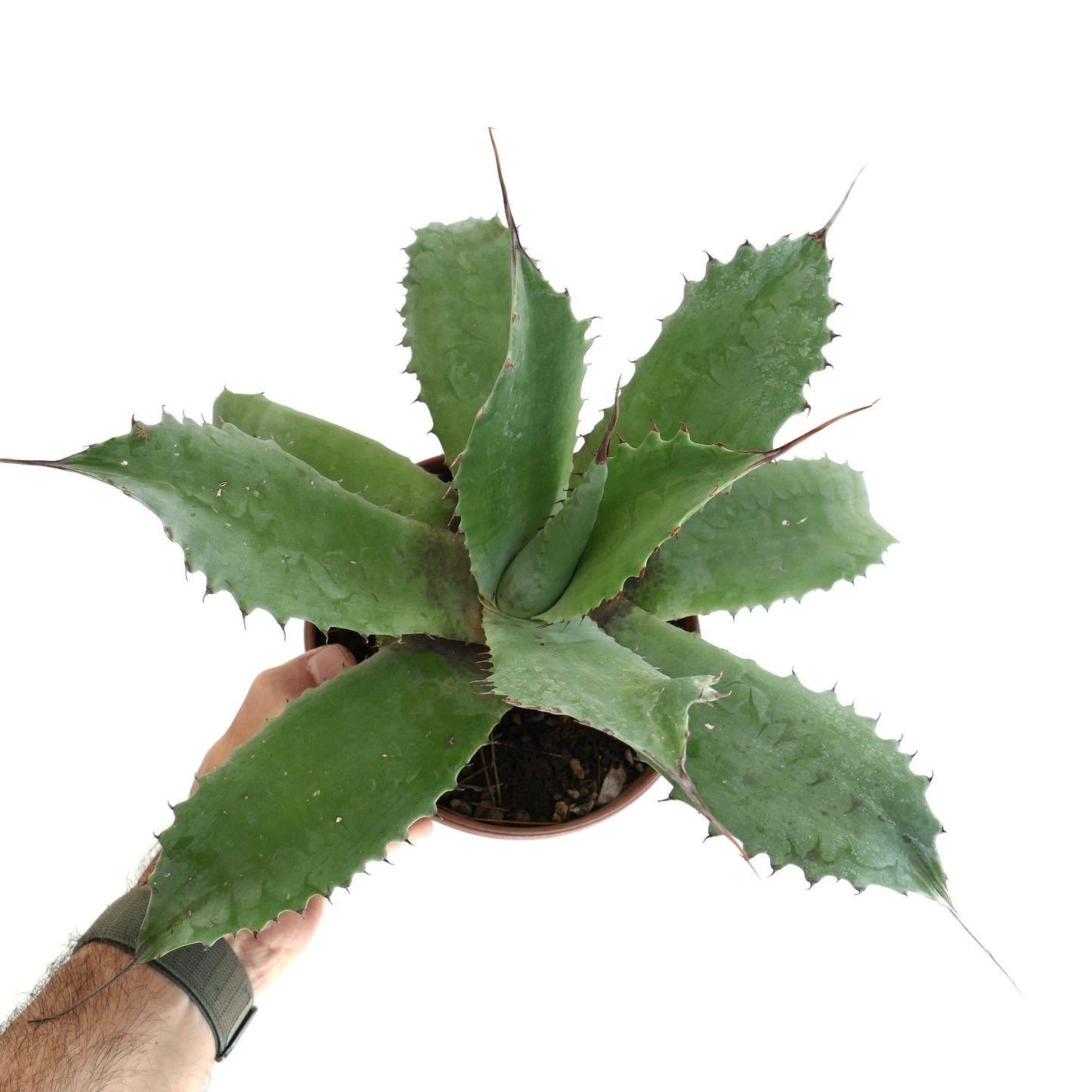 Agave marmorata x americana sukkulent med brede tornete grønne blader og spisse tupper