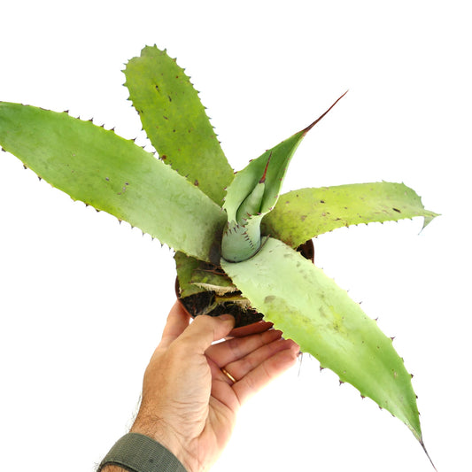 Agave marmorata x celsii succulent hybrid with broad spiny green leaves and pointed tips