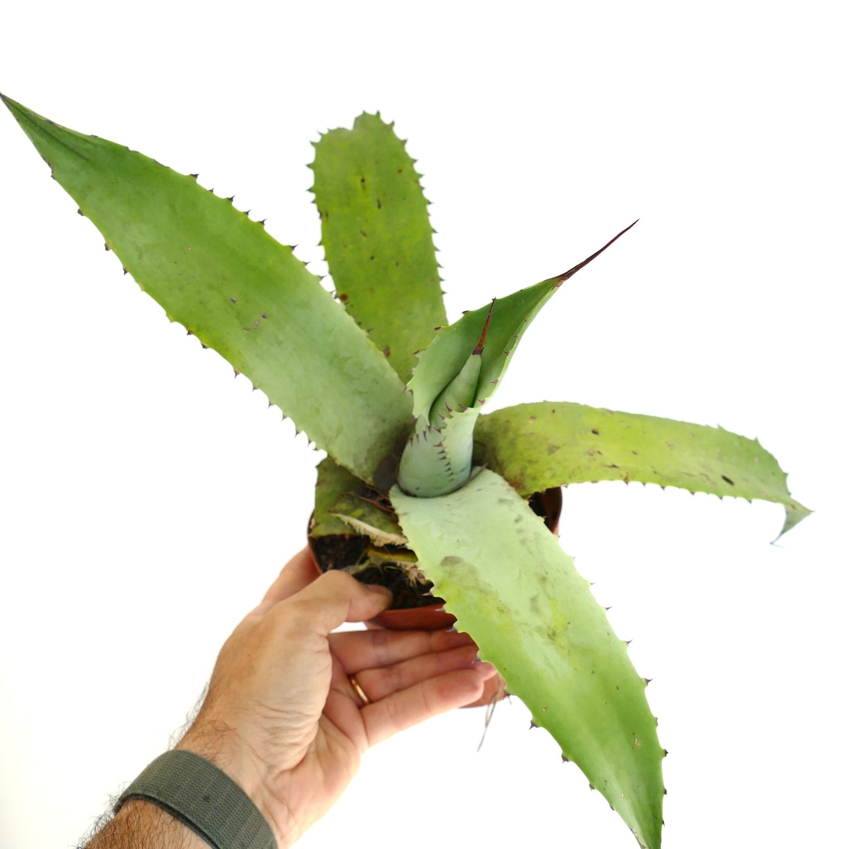 Agave marmorata x celsii sukkulent hybrid med brede grønne tornete blader i liten potte