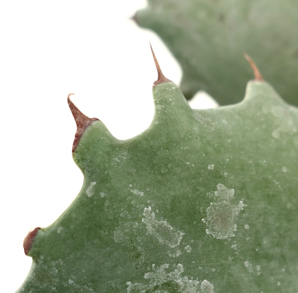 Agave marmorata x ovatifolia succulent with thick green leaves and sharp brown spines close-up