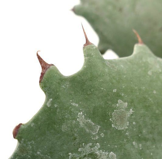 Agave marmorata x ovatifolia succulent with thick green leaves and sharp brown spines close-up