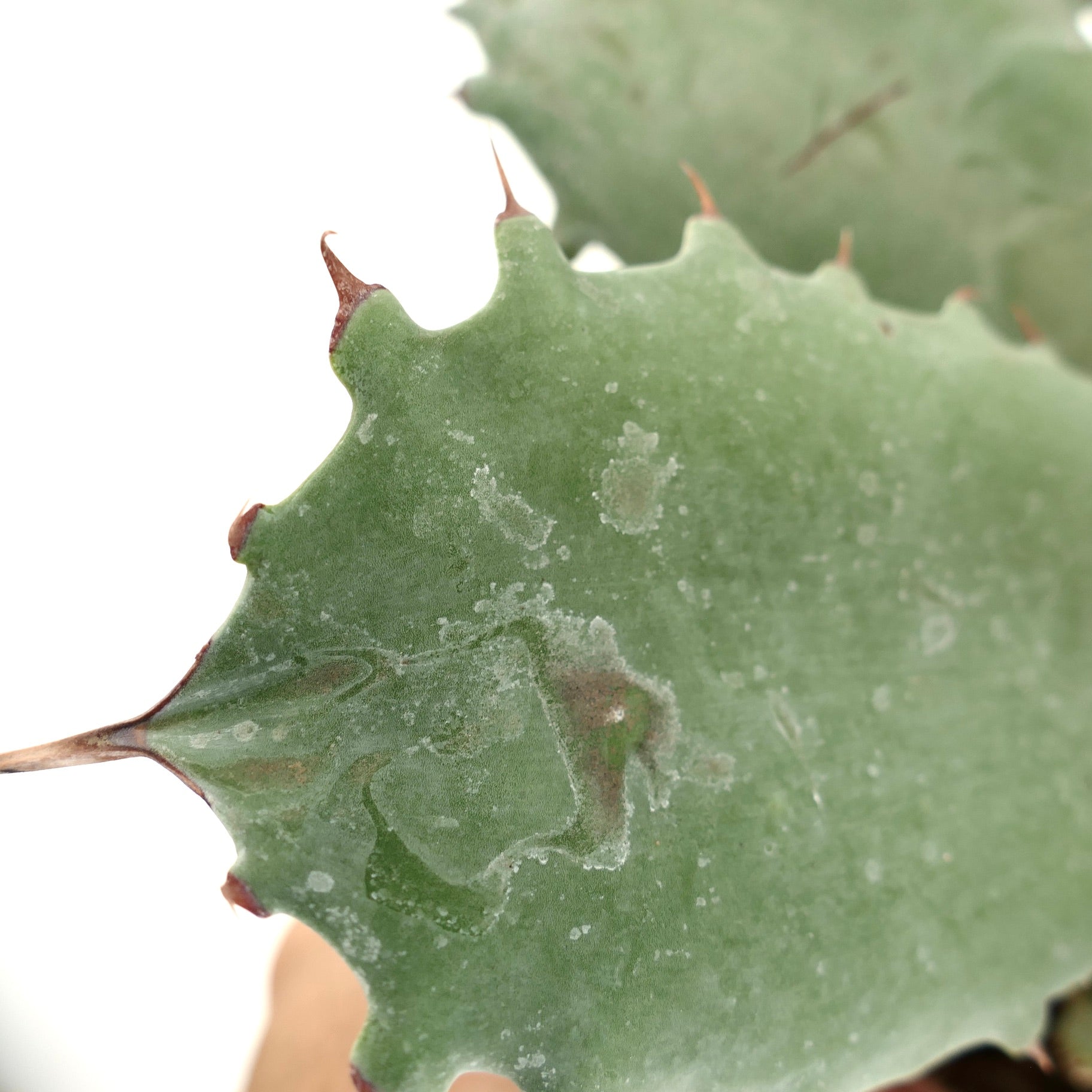 Agave marmorata x ovatifolia succulent with thick blue-green leaves and sharp brown spines