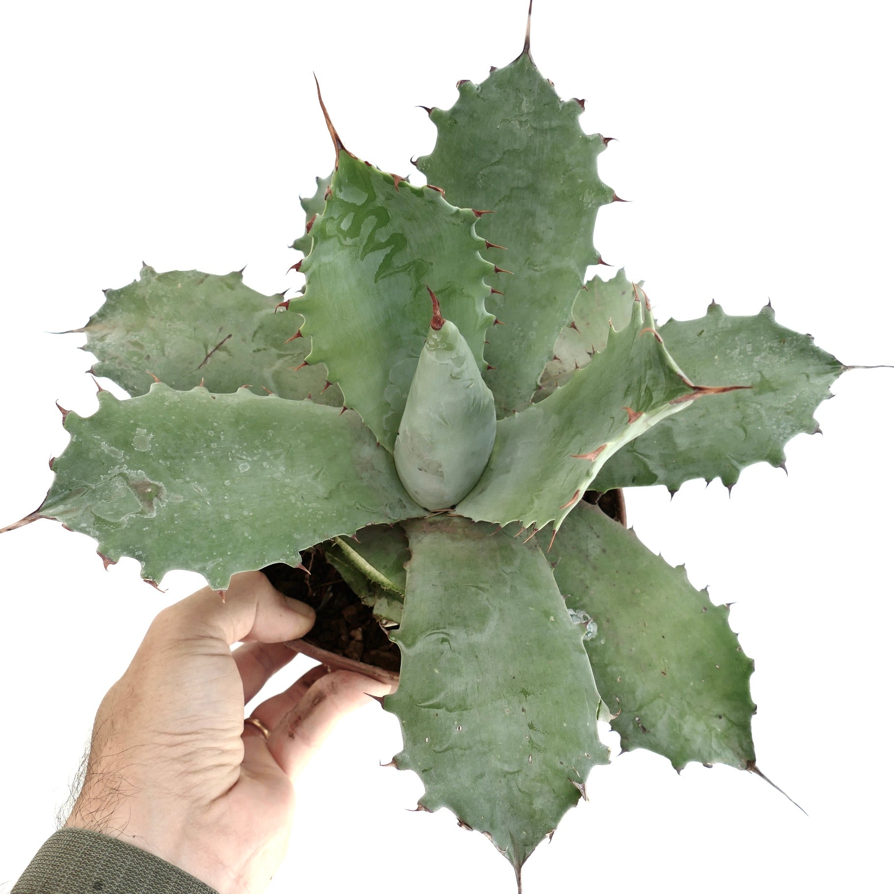 Agave marmorata x ovatifolia succulent with broad blue-green leaves and sharp reddish spines