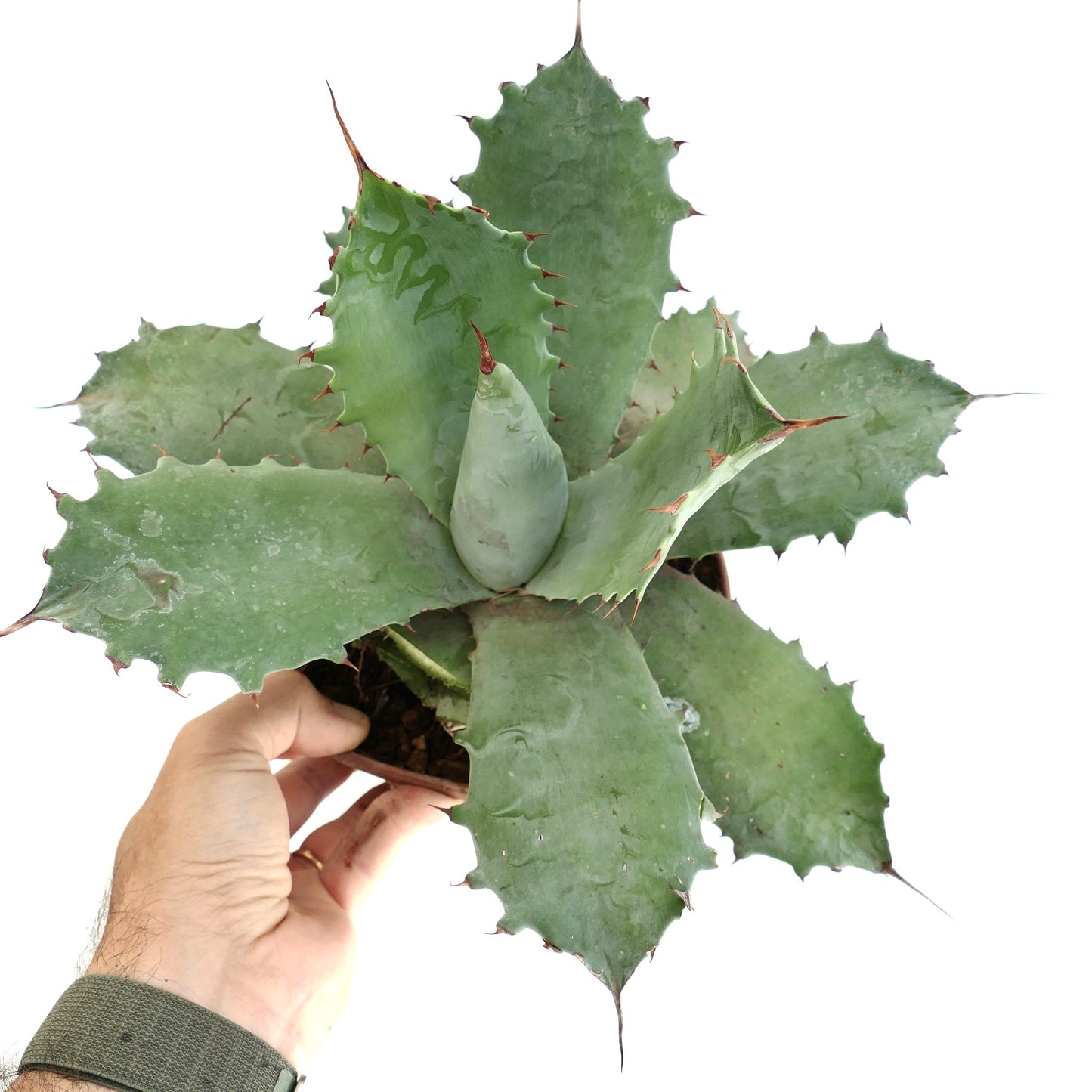 Agave marmorata x ovatifolia succulent with broad blue-green spiny leaves and thick texture