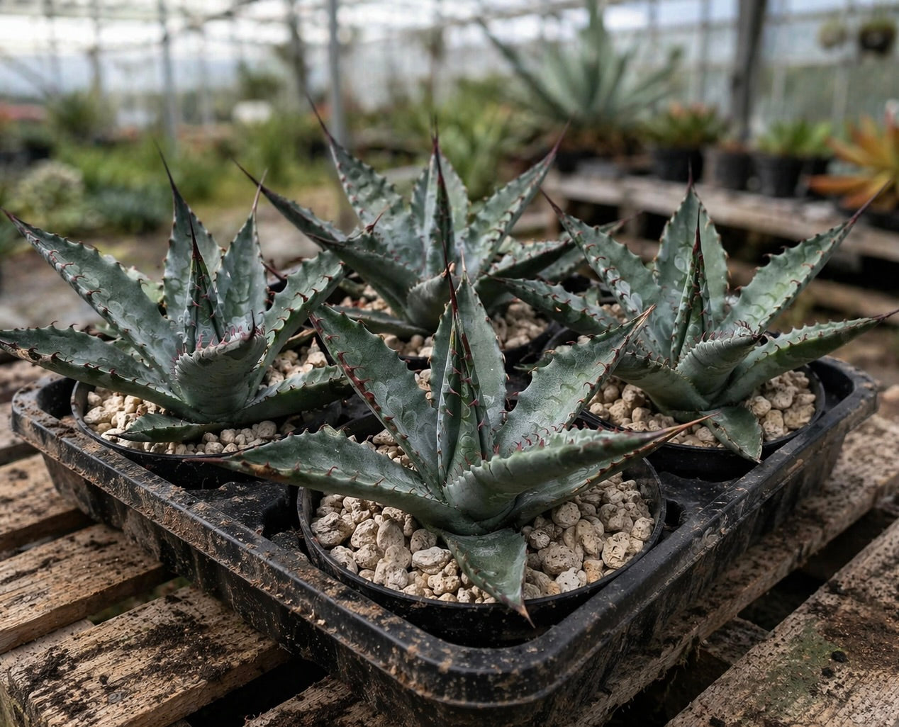 Agave mckelveyana SEEDS