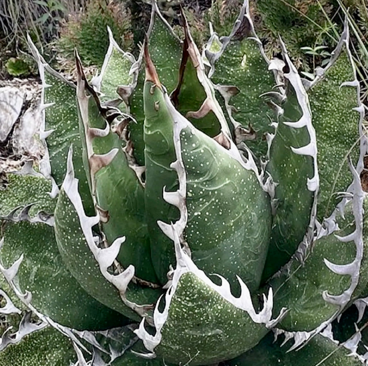 Agave megalodonta SEEDS