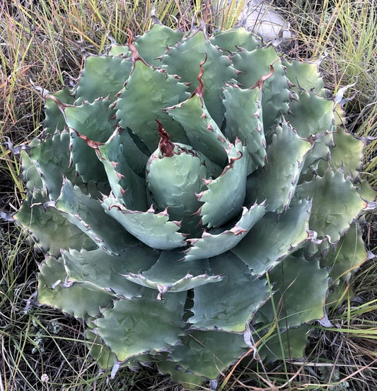 Agave nussaviorum 15-30cm