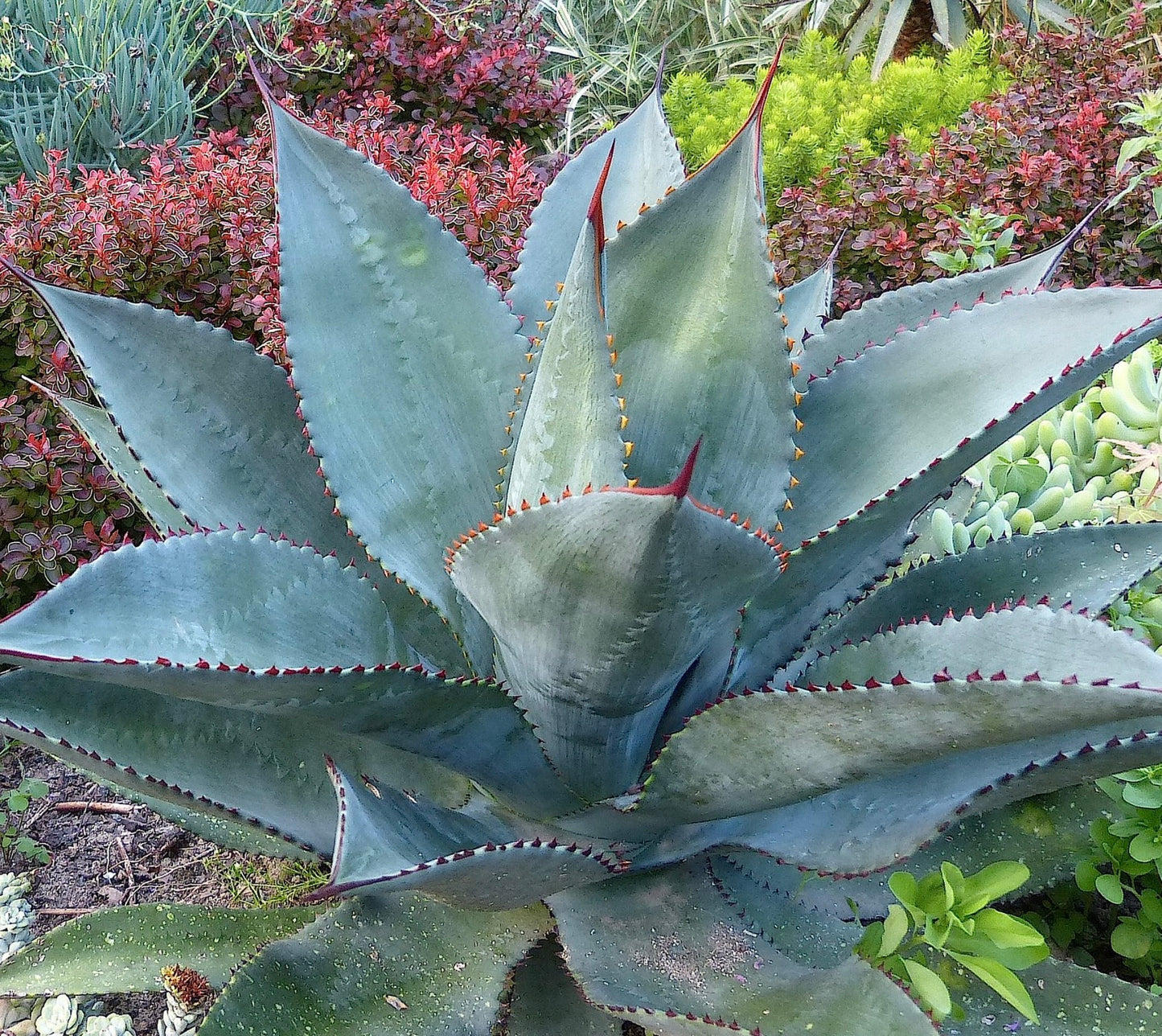 Agave obscura SEEDS