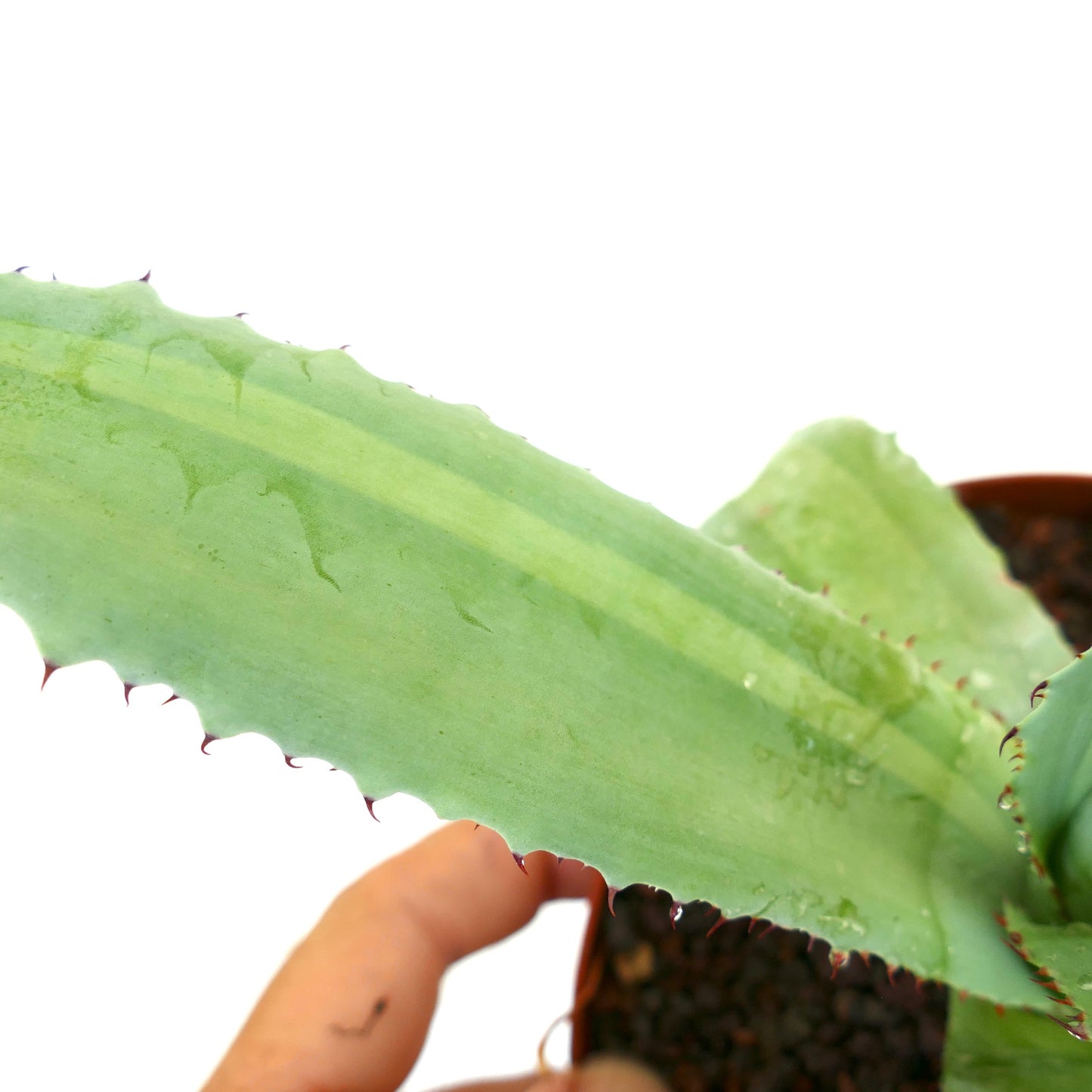 Agave obscura 'Xalapa' X Agave americana VARIEGATED