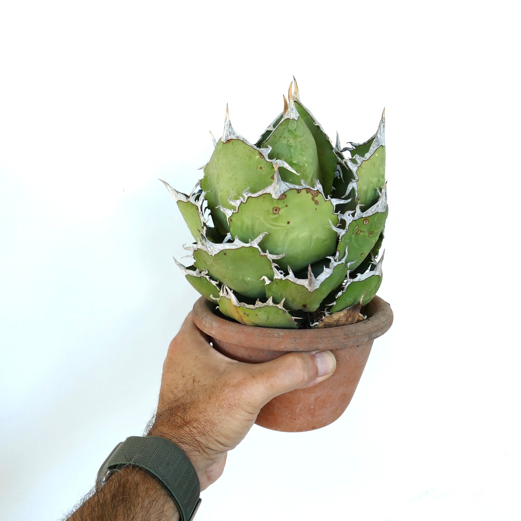 Agave oteori kompakt sukkulent med tykke grønne blader og hvite tornete kanter i potte